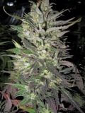 Thunderbud