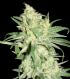 HitMan OG