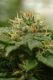 LA Cannalope