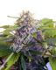 Purple Jems