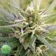Guatemala Sativa