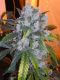 Afghan Kush