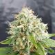Little Stilton Auto