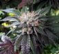BC Shiatsu Kush