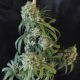 Apollo 13 Indica